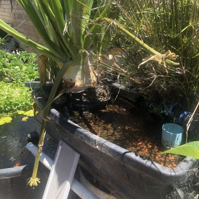 Aquatic Plants in Pool Landscaping