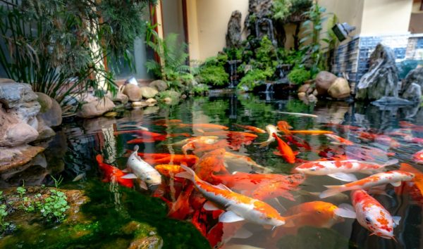 Outdoor Ponds_Koi Ponds