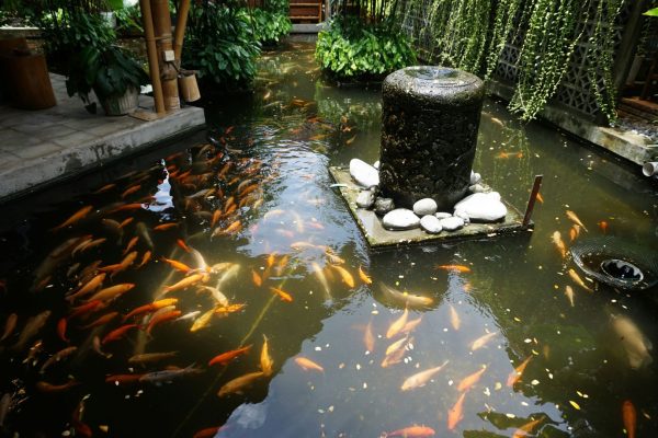 Outdoor ponds large pond