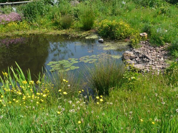 Outdoor Ponds_Wildlife Ponds